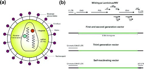 lentivirus aex